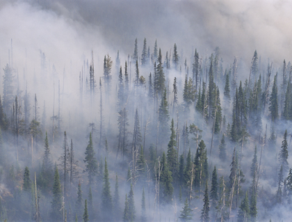 Karen Wattenmaker photo of a smoky forest