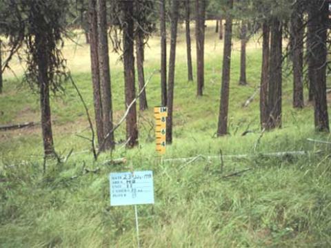 Initial and periodic cutting, each time followed by prescribed fire; fire alone also could be used one or more times between cutting intervals (Unit 11, after mechanical thinning).