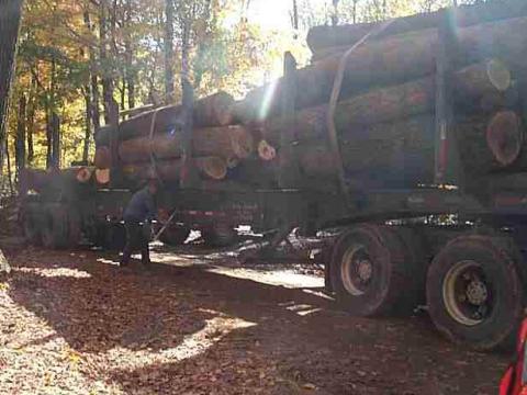 Tar Hollow State Forest thin/burn treatment area, harvested September-October 2000 (loaded logs).