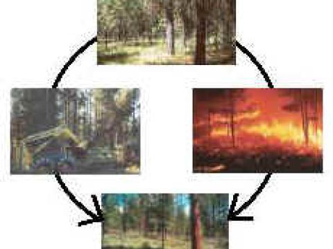 Northern Rockies fire and fire surrogates treatment cycle.