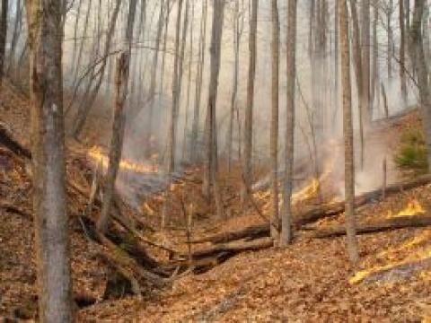 Prescribed burn at the Southern Appalachian Mountains site.