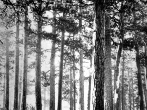 A historical photo of what the forest looked like before logging and fire suppression.